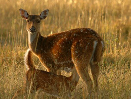 Programme in K GUDI Wilderness Camp